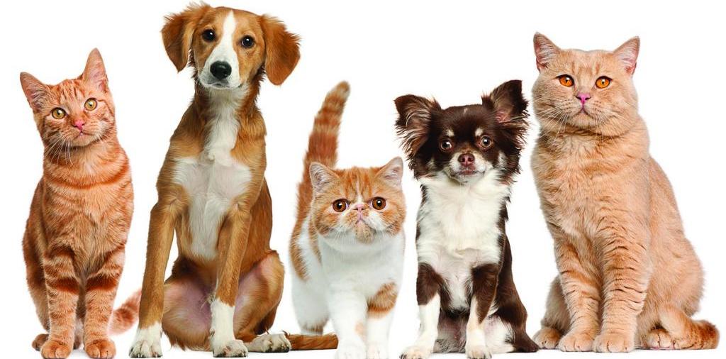 Доска объявлений о животных | ЗооТом - продажа, вязка и услуги для животных в Соколе