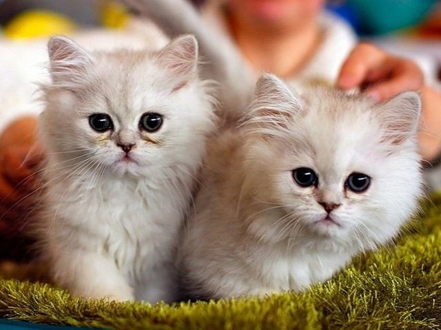 Породы кошек в Соколе | ЗооТом портал о животных