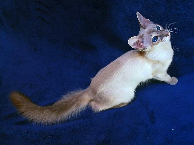 Выведенные породы кошек в Соколе | ЗооТом портал о животных