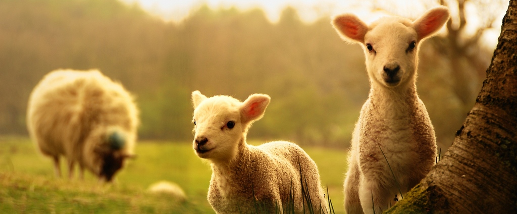 Объявления о сельскохозяйственных животных | ЗооТом - продажа, вязка и услуги для животных в Соколе