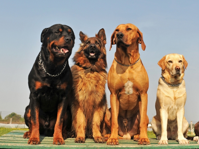 Крупные породы собак в Соколе | ЗооТом портал о животных