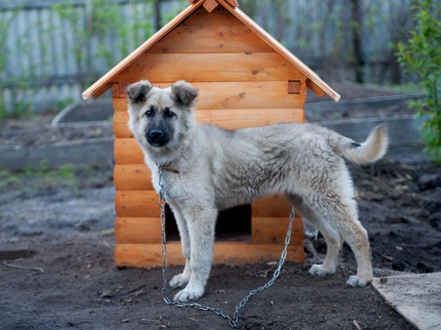 Все о собаках в Соколе Все о собаках в Соколе